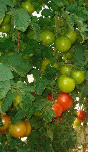 tomatoes1