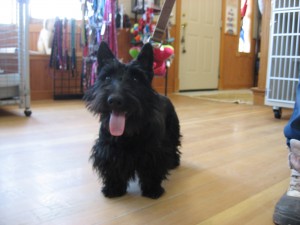 Biscotti the Scotties