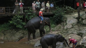 Bathing Elephants