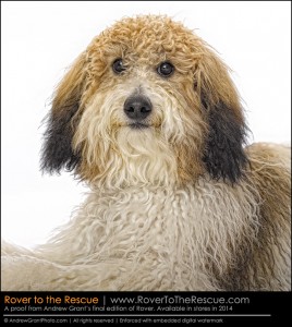 Bear, photographed by Andrew for 'Rover."