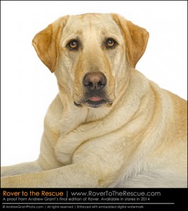 Bugsy modelled for "Rover" too