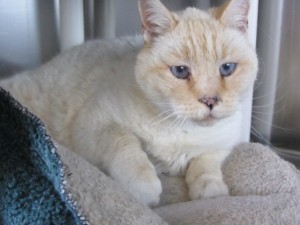 Zen cat Frank needs a home too.