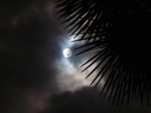 Full-Moon-Palm