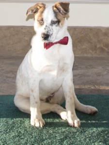 THEO, a Second Chance rescue and winner. He will be among the 250 dogs featured in the fourth and final edition of Andrew Grant's "Rover."