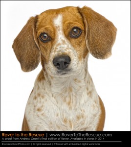 Twinkee, photographed by Andrew Grant for "Rover"