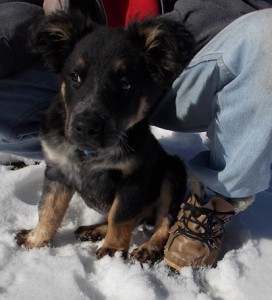Puppy SIREN needs a home