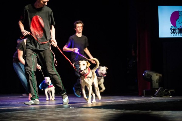Spot strutting his stuff at the Telluride AIDS Benefit student fashion show.