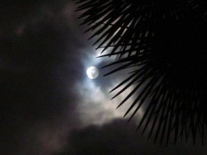 Full-Moon-Palm