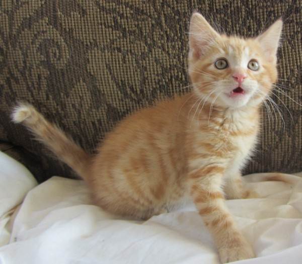 Kovu the Kat (or Kitten)