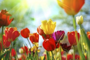 flowers tulips