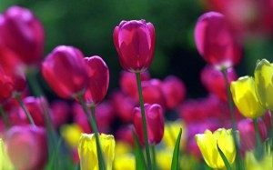 tulips3