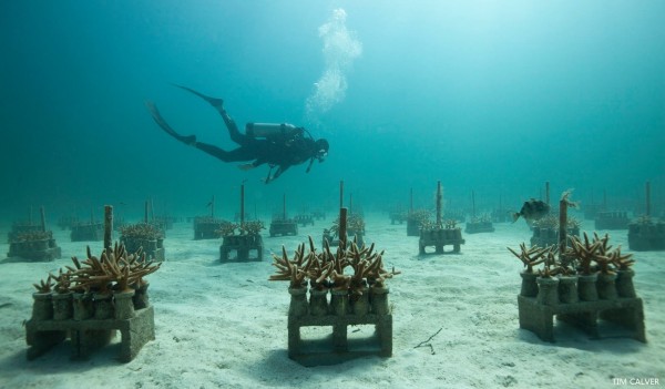 10321622_10152436425196740_2401805883259142220_o