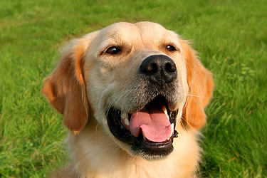 How Does Pet Insurance Work?