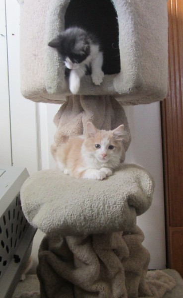 Peaches & Smee