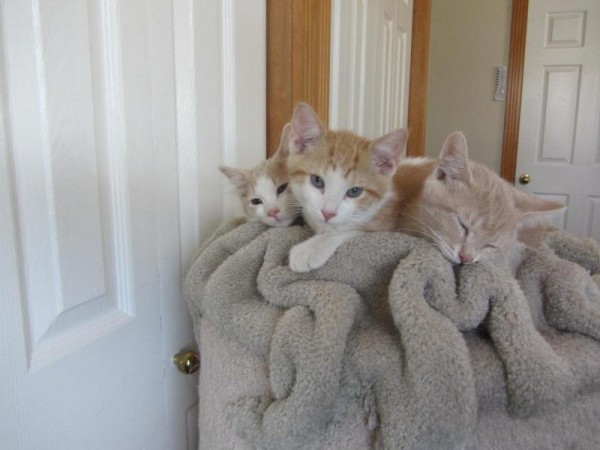 Blossom, August, Sunny & Peaches