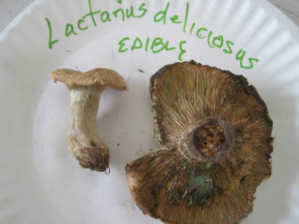 Identifying mushroom dna, one of many activities taking place at Palm Theatre over Mushroom Fest.