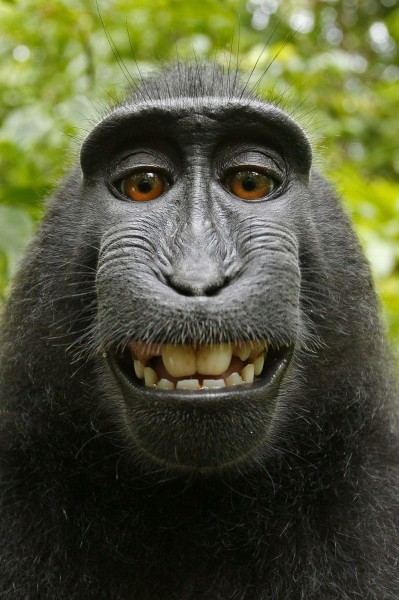 Macaca_nigra_self-portrait_(rotated_and_cropped) (1)