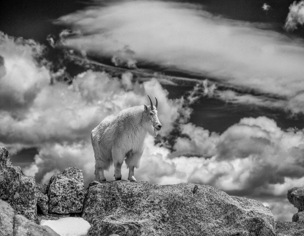 King Billie Monochrome