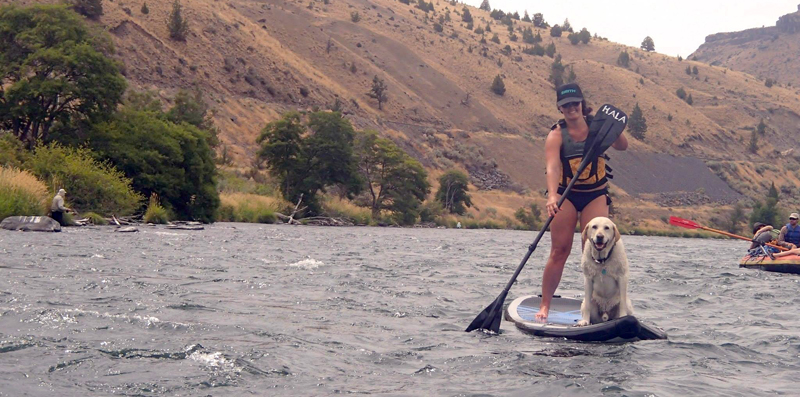 Dog Collar, Leash Made Of Old Bike Tubes