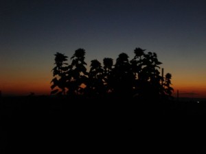 sunflower silhouette1