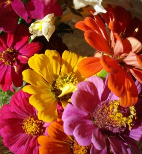 zinnias2**