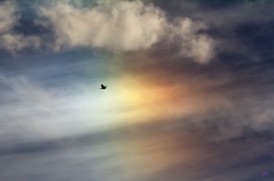 Bird-Sundog-