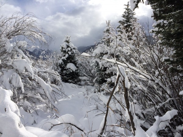 Snow on the Willows, Telluride Valley Floor