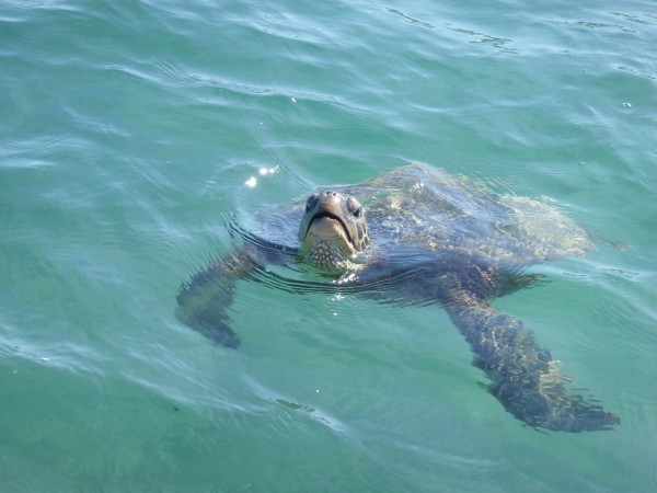 Green Sea Turtle