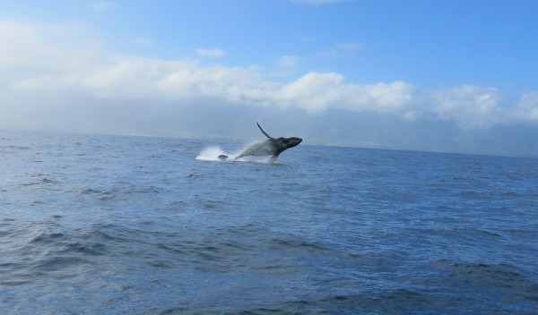 Whale!