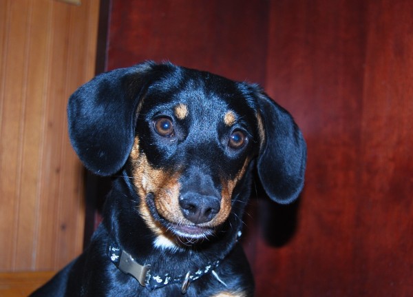 Frankie