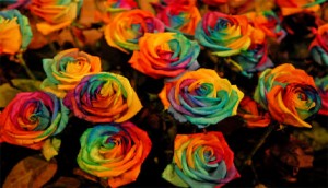 100306rainbowroses2