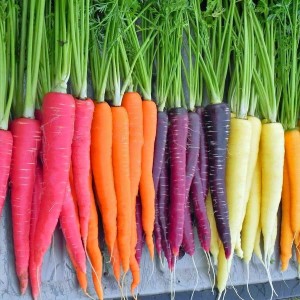carrots-heirloom
