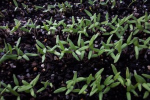 6 Days from sowing (Small)