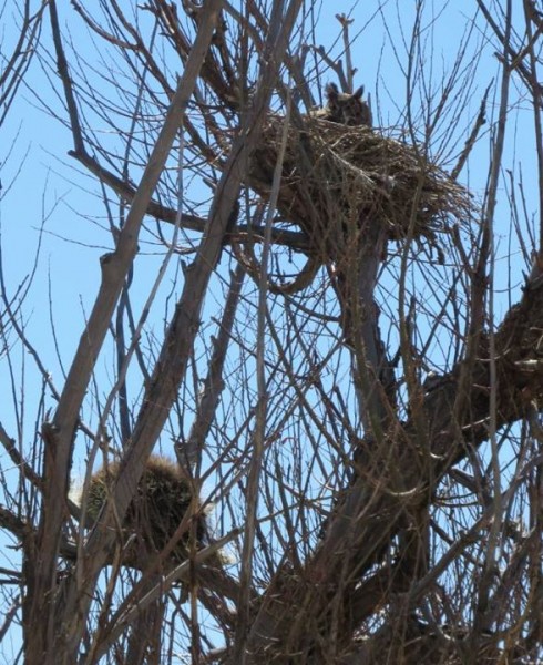 Great horned owl, Ted Floyd