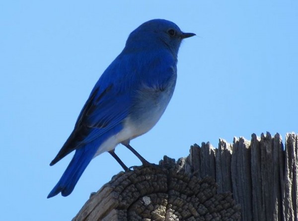 Mountain bluebird, Ted Floyd
