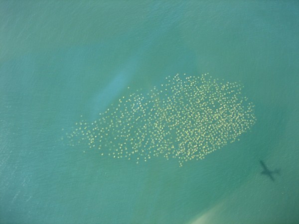 Large groups of sharks and rays, like those shown here, are easily spotted from the air.