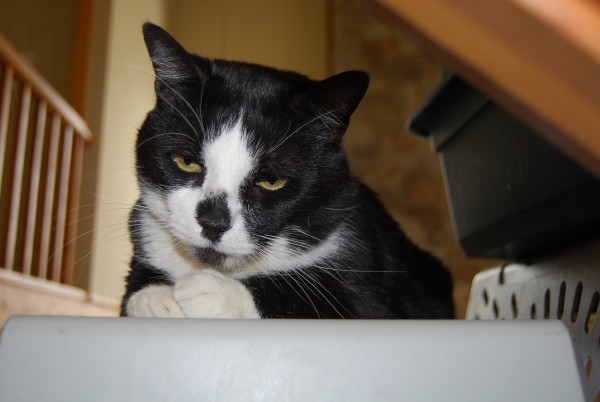 Zorro
