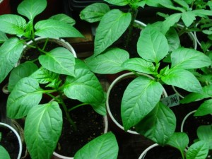 peppers1