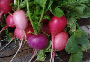radishes