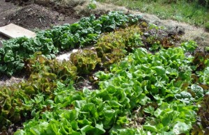spinach&lettuce2*