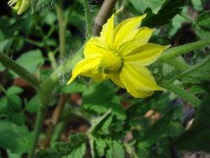 tomato flower