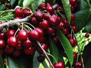 cherries