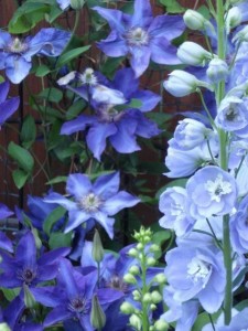 delphblue