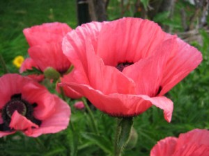 pinks2top