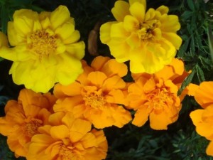 summermarigolds