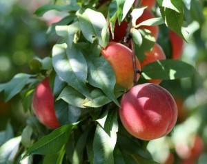 summerpeaches