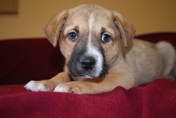 Bonnie Bell, one of the many wonderful animals available for adoption at Second Chance.