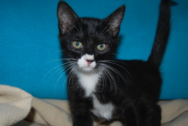 And let’s not forget Bella or the other kittens.