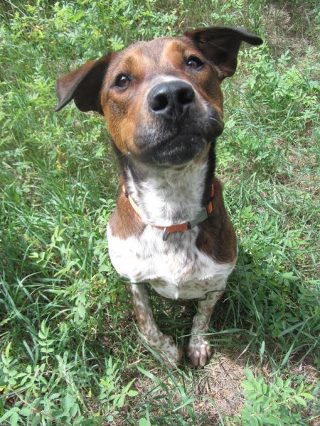 Max, one of many adorable adoptable pups at Second Chance.