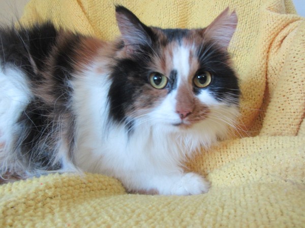 Cally